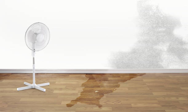 Best Local water damage restoration  in Morgan City, LA