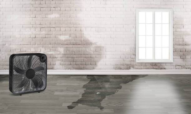Best Residential water damage restoration  in Morgan City, LA