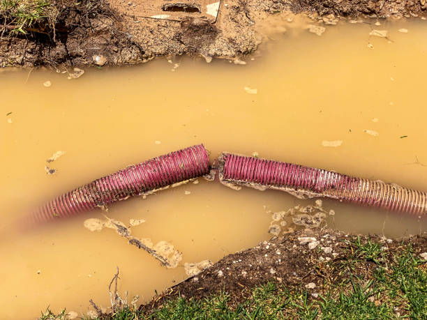 Best Mold removal after water damage  in Morgan City, LA
